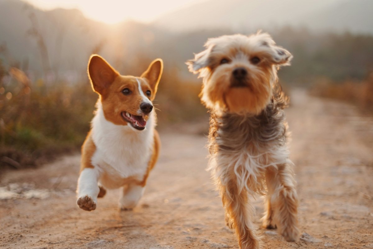 Best Flea Treatment for Dogs in New Zealand: A Comprehensive Guide - Pet Supply